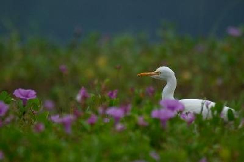 Cattle Egret