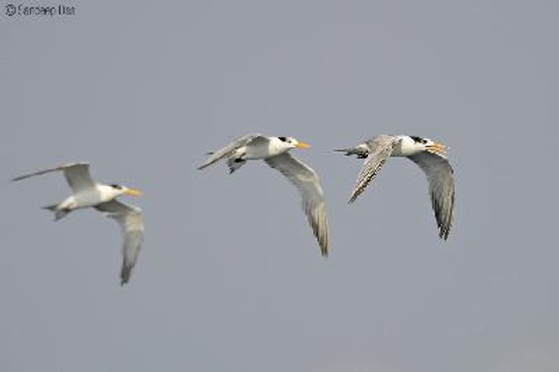 Lesser Crested Tern