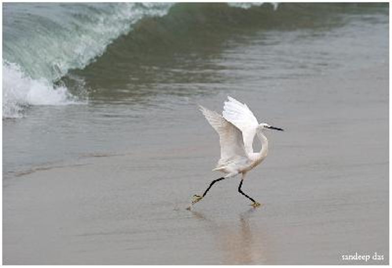 Little Egret