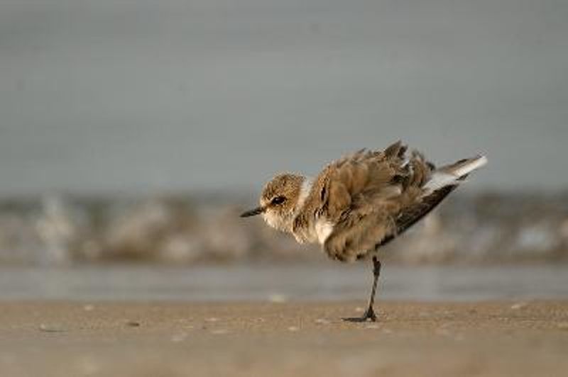 Kentish Plover