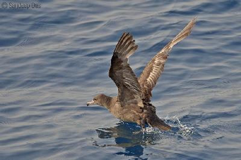 Flesh footed Shearwater