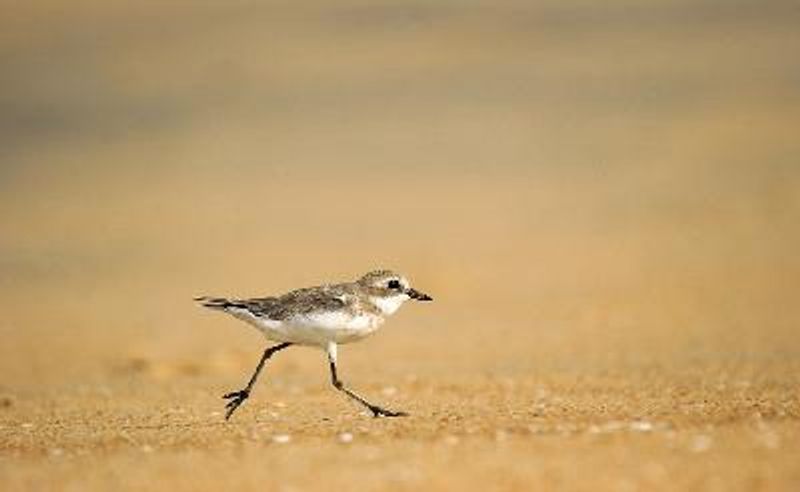 Lesser Sand Plover