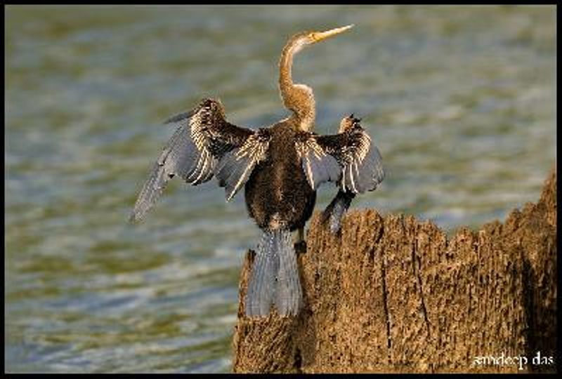 Oriental Darter