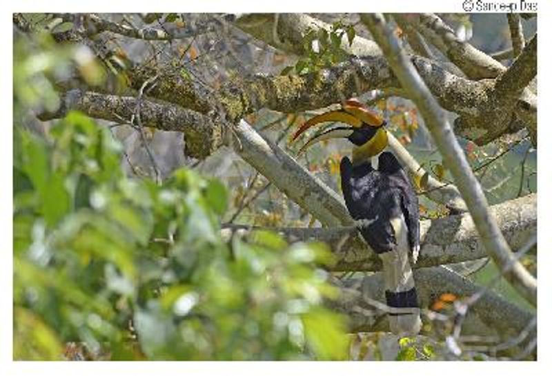 Great Hornbill