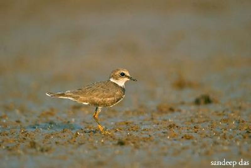 Little Ringed Plover