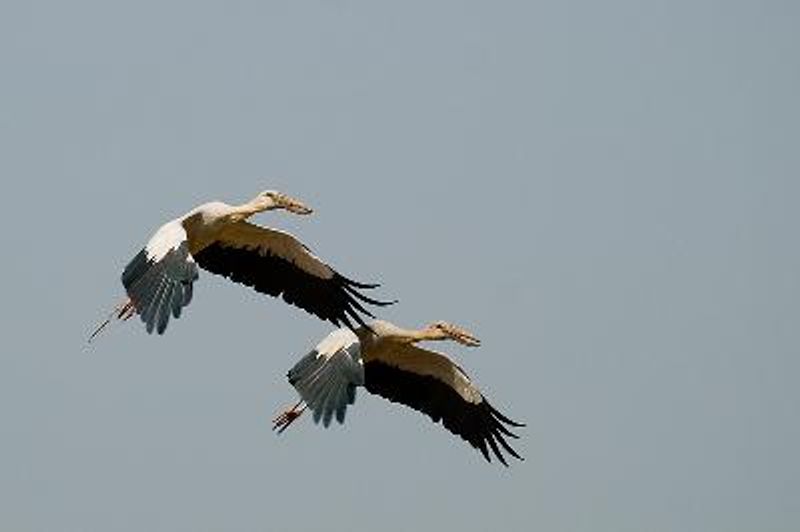 Asian Openbill