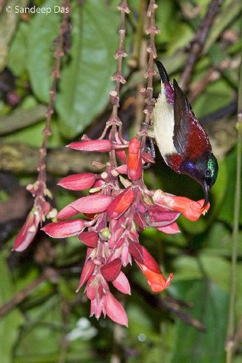 Crimson backed Sunbird