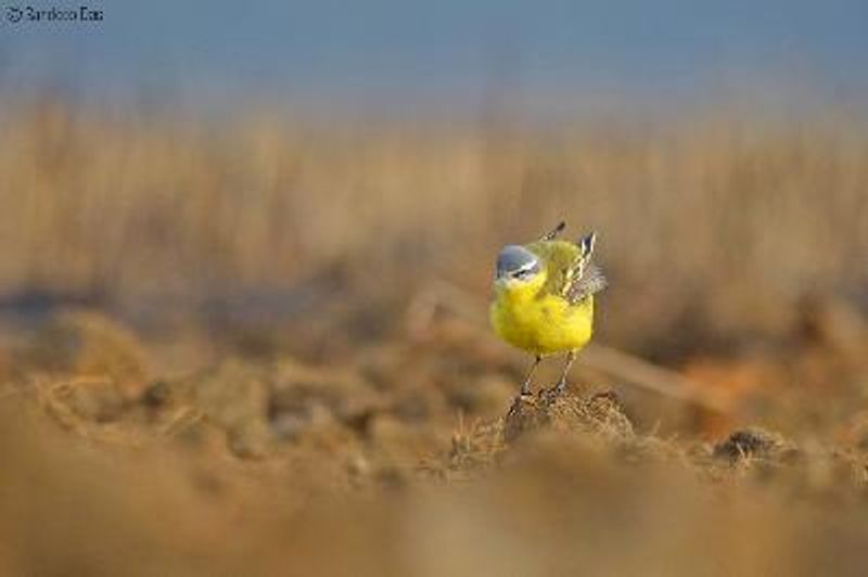 Western Yellow Wagtail