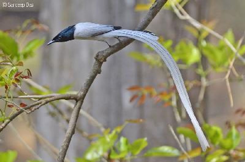 Indian Paradise Flycatcher