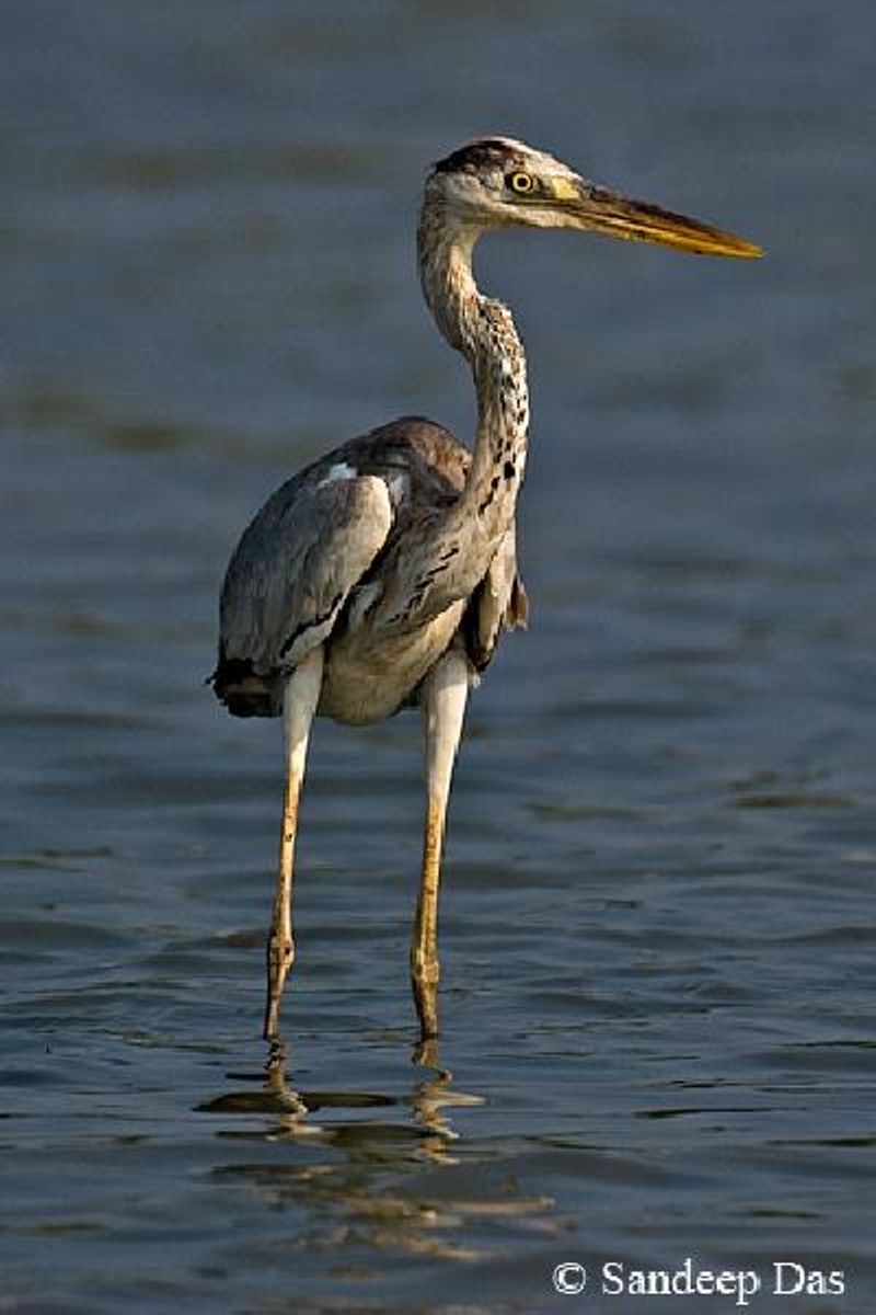 Grey Heron