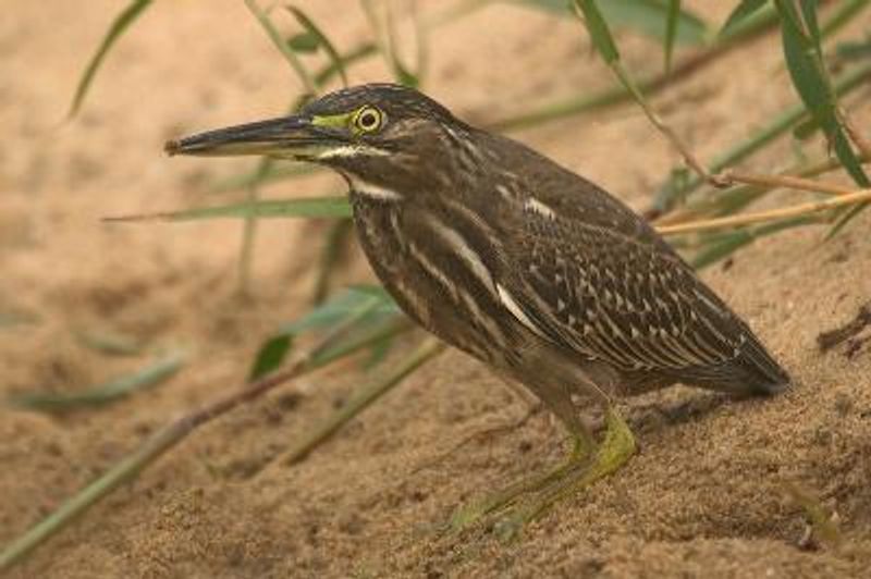 Striated Heron