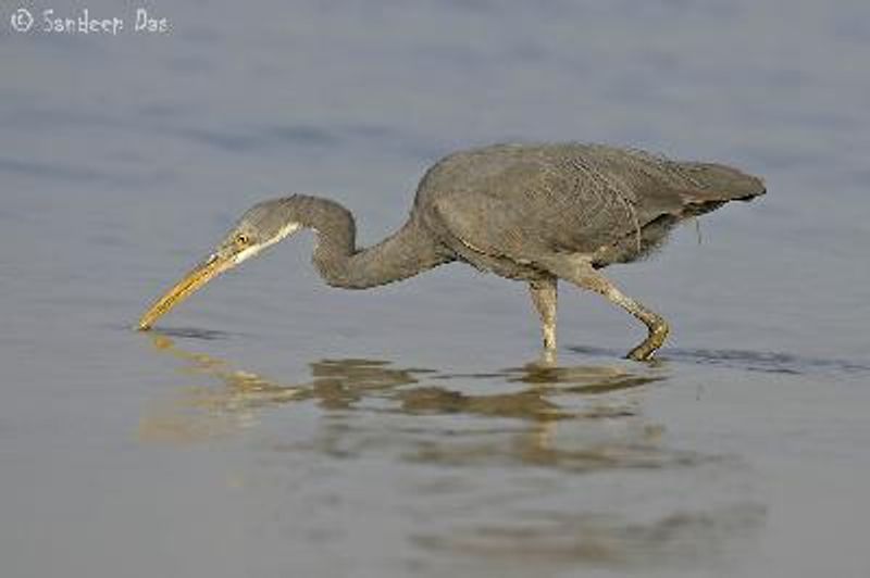 Western Reef Egret