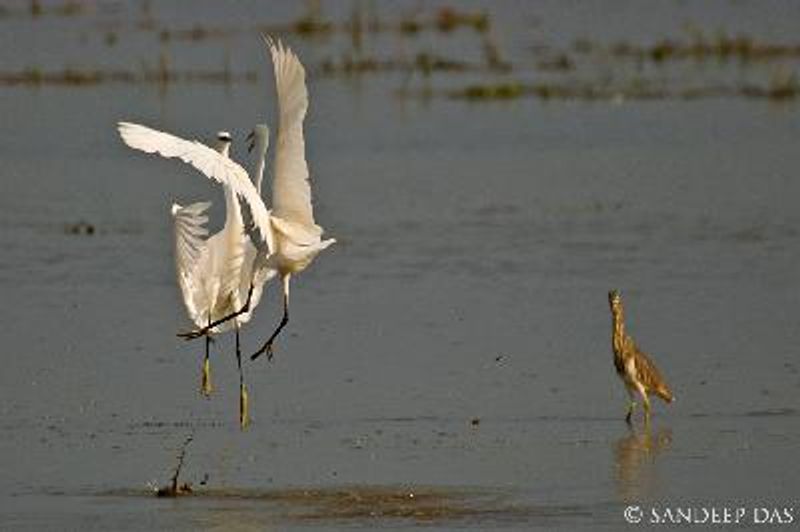 Little Egret