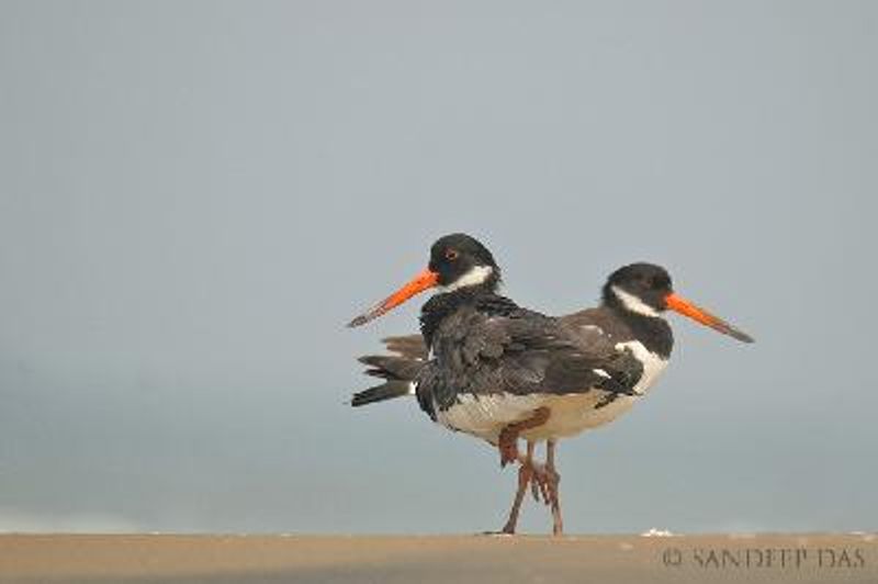 Eurasian Oystercatcher