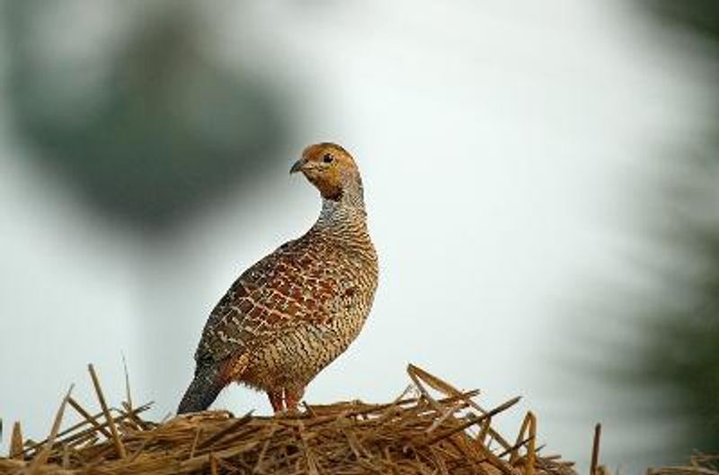 Grey Francolin