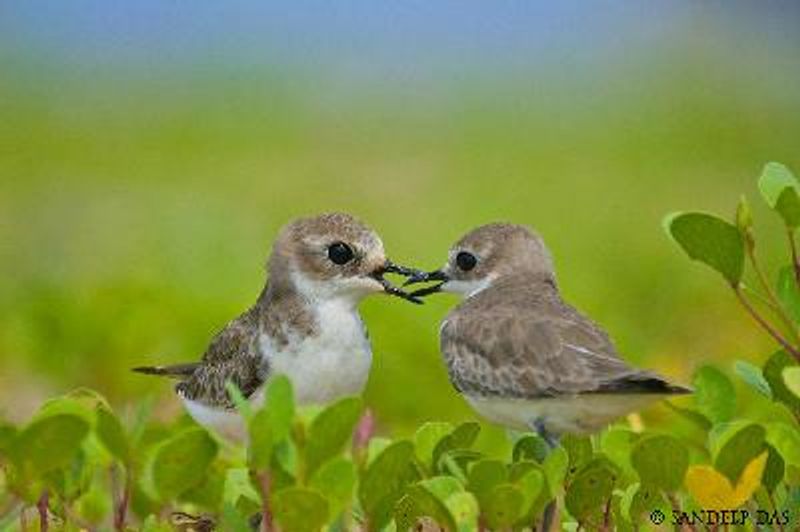 Lesser Sand Plover