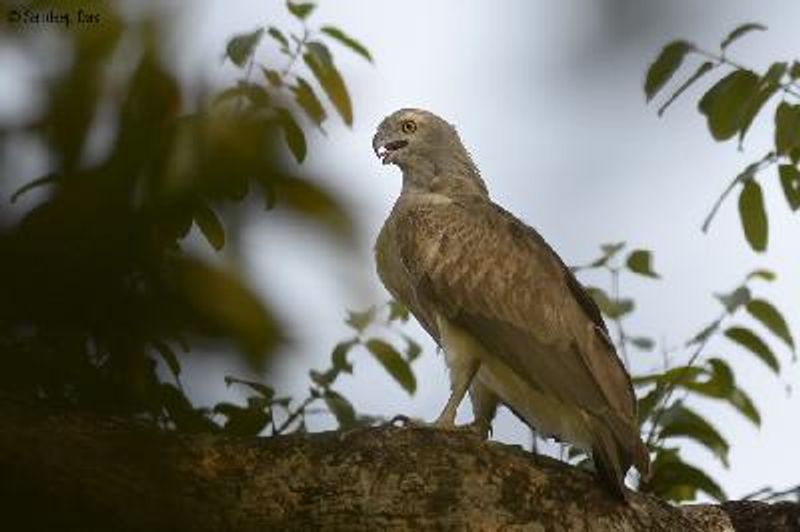 Lesser Fish Eagle