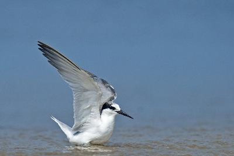 Little Tern