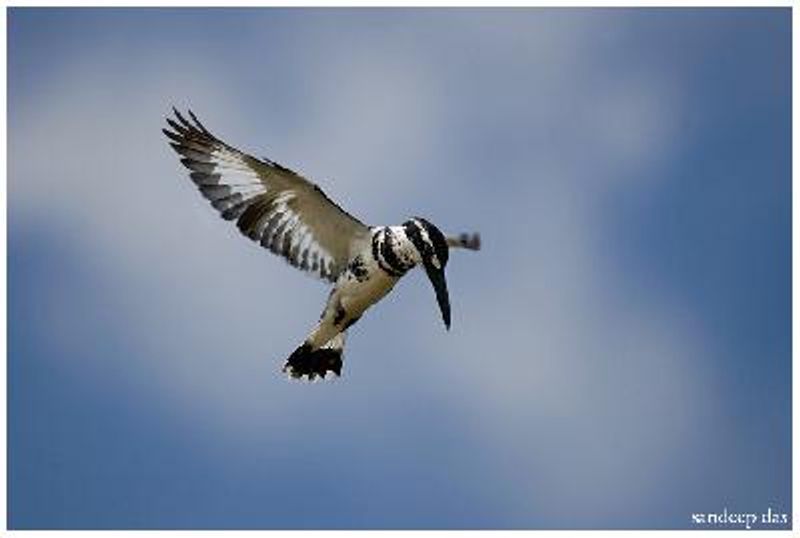 Pied Kingfisher