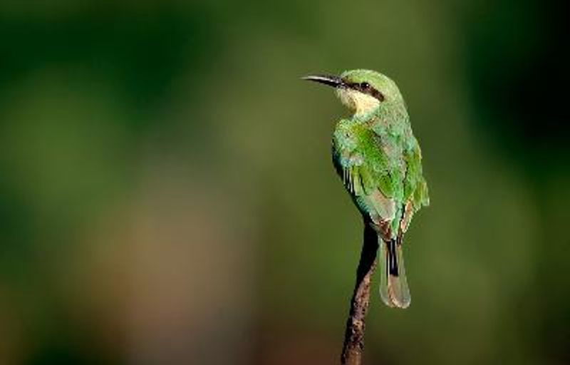 Green Bee eater