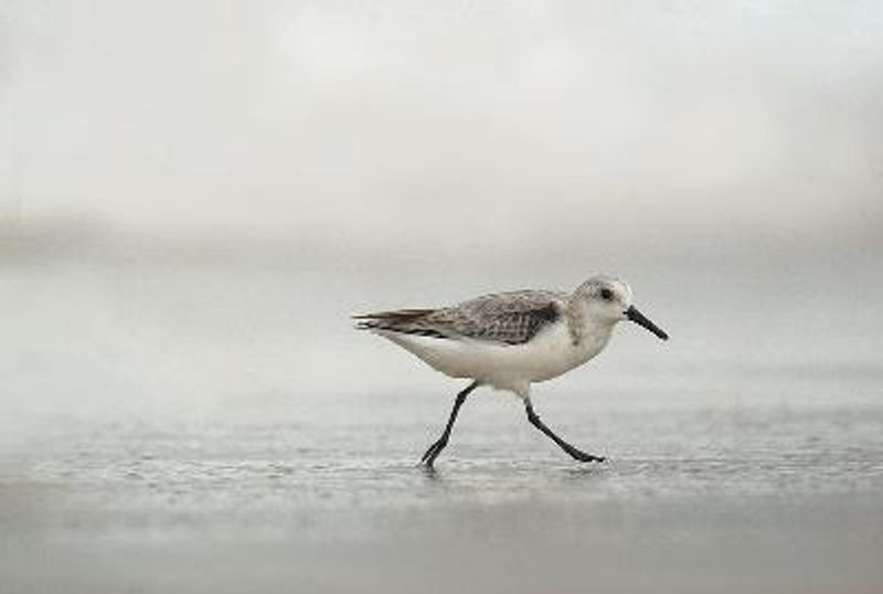 Sanderling