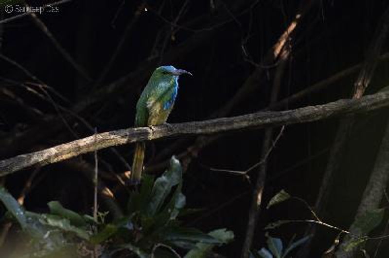 Blue bearded Bee eater