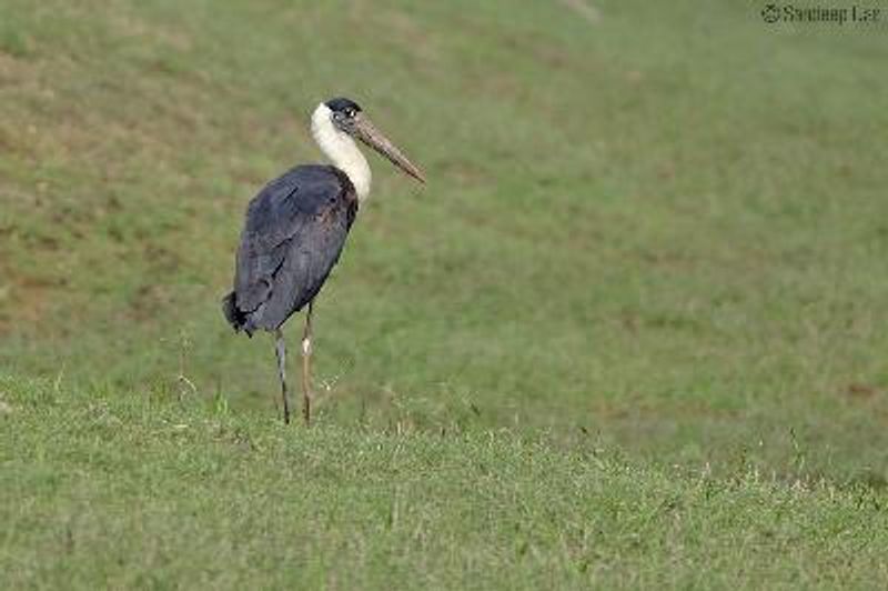 Woolly necked Stork