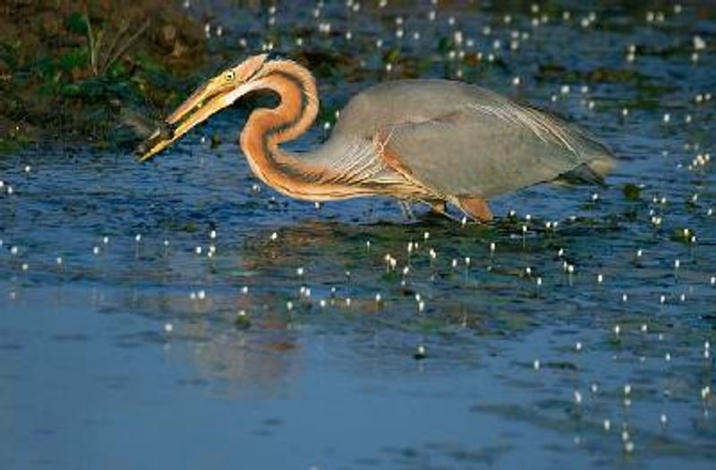 Purple Heron