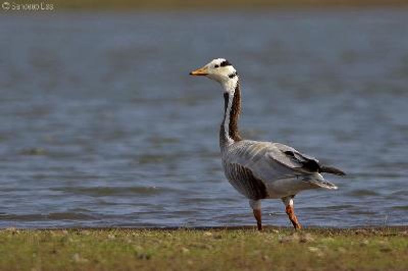 Bar headed Goose