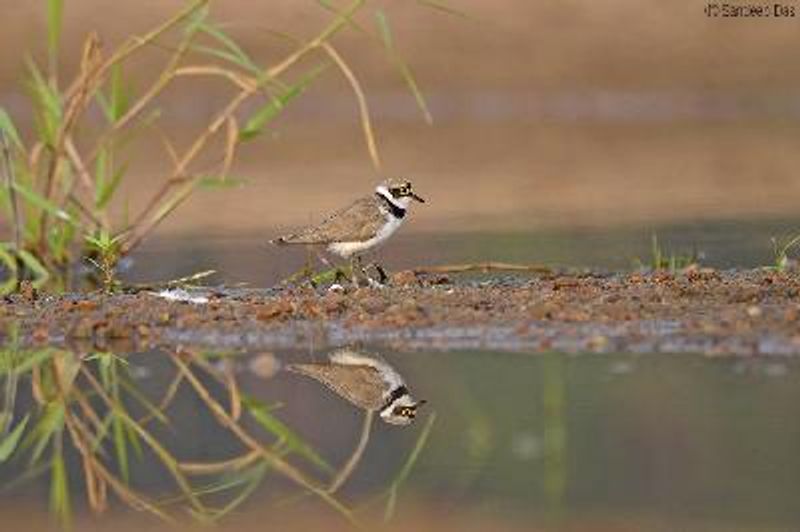 Little Ringed Plover