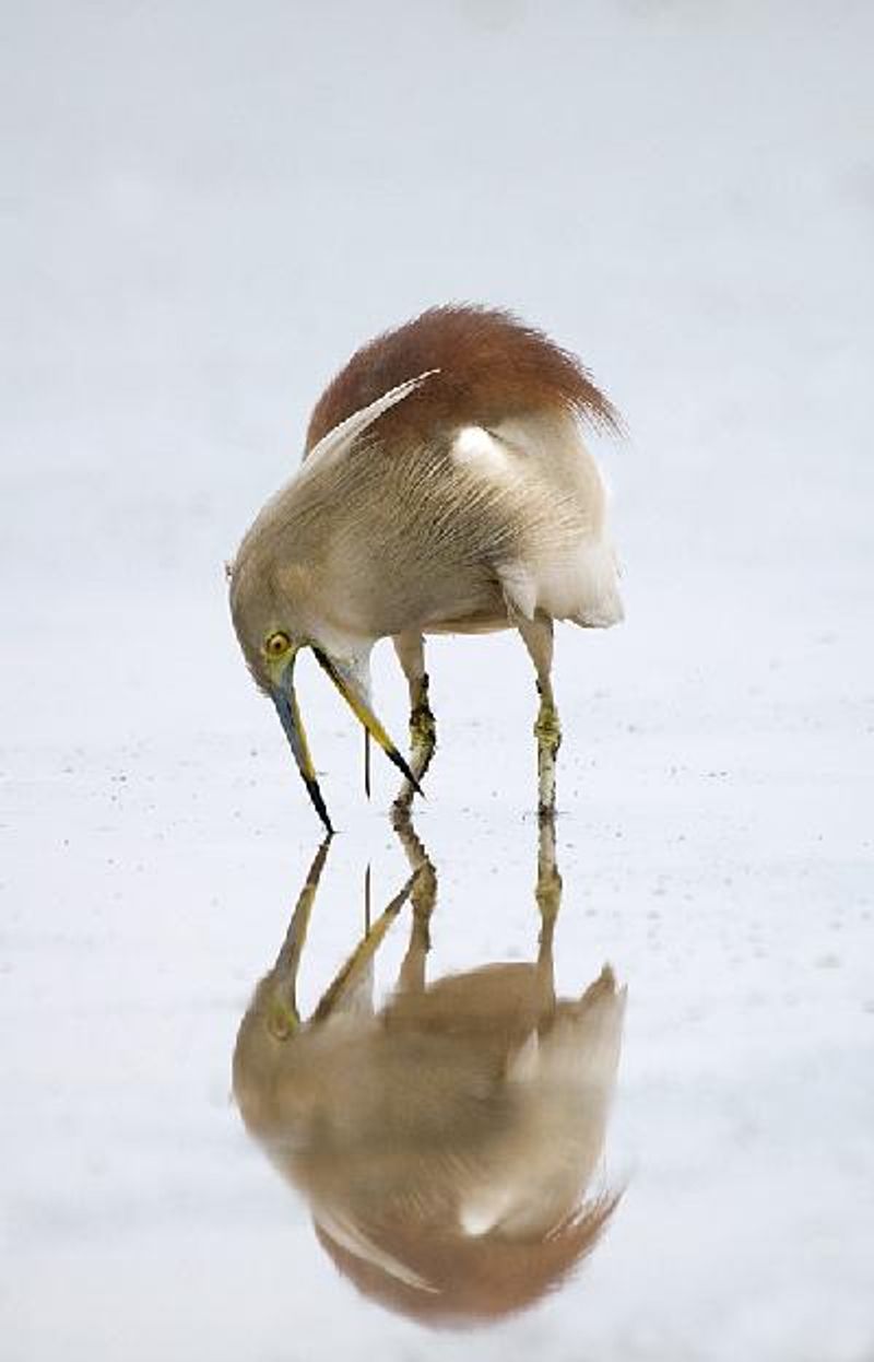 Indian Pond Heron