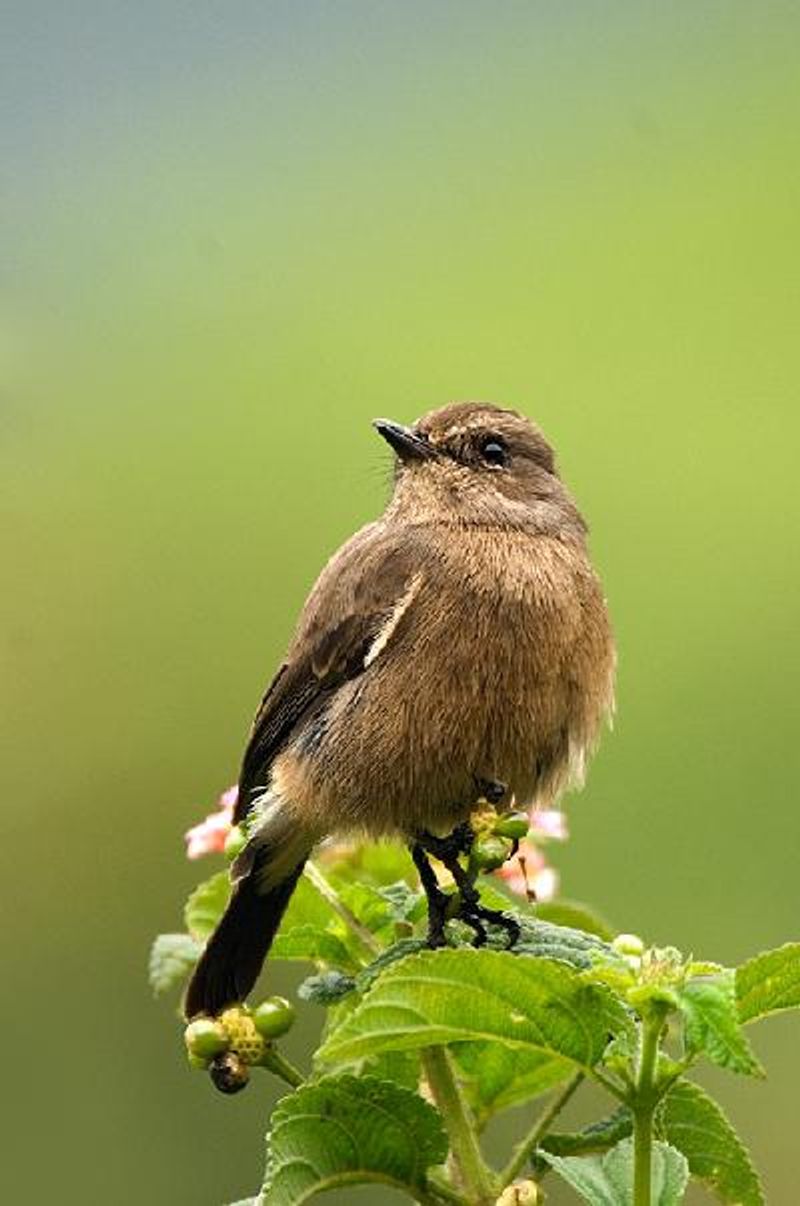 Pied BushChat