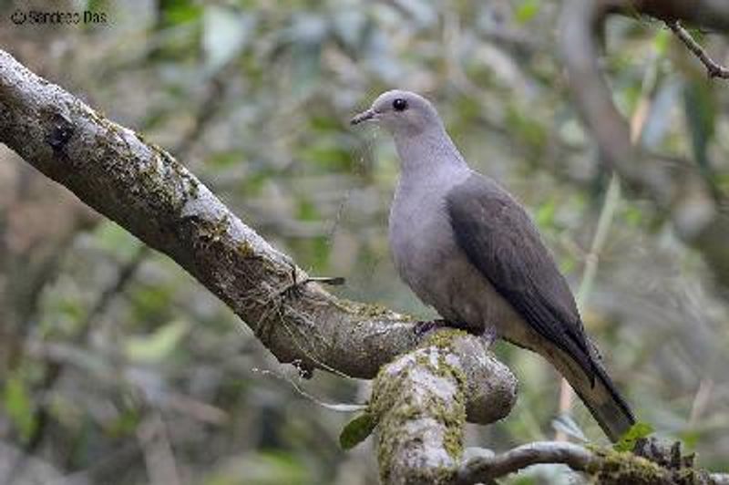 Mountain Imperial Pigeon