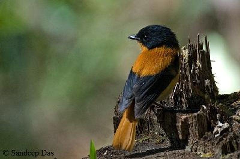 Black and orange Flycatcher