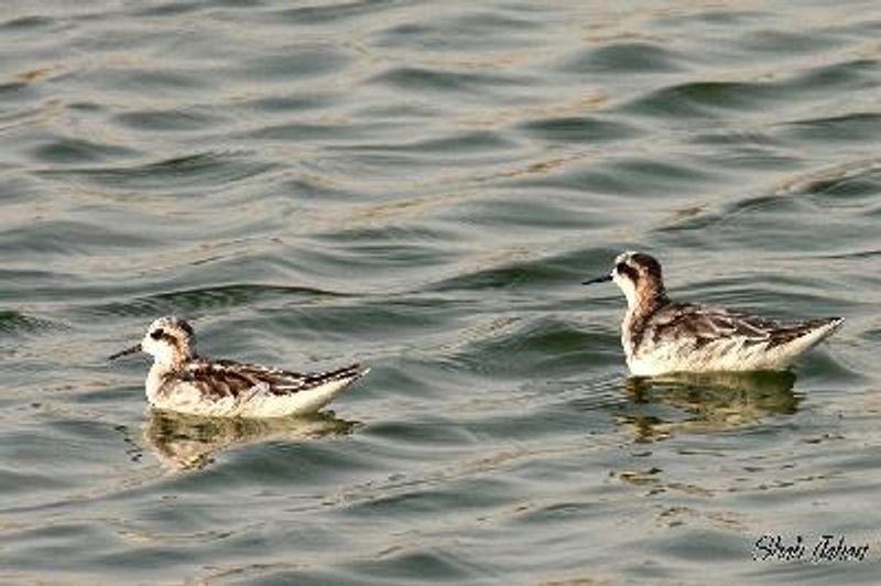 Red necked Phalarope