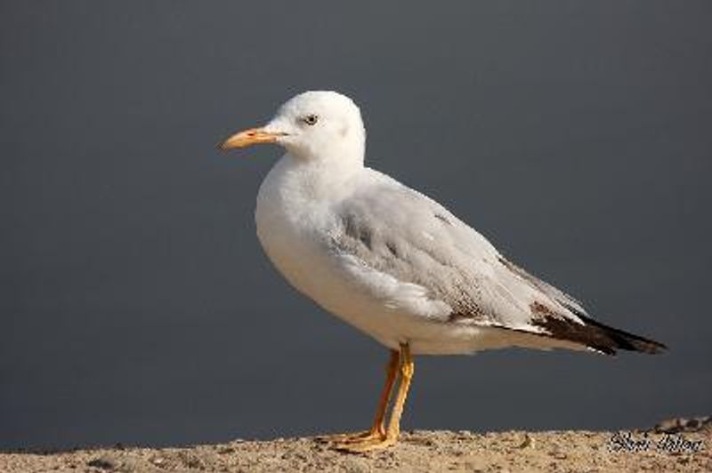 Slender billed Gull