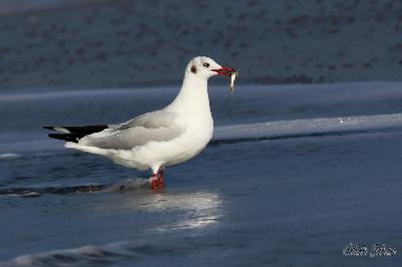 Brown headed Gull