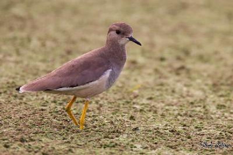 White tailed Lapwing