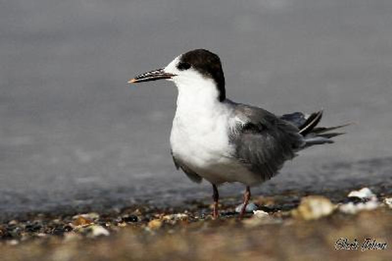 Sandwich Tern