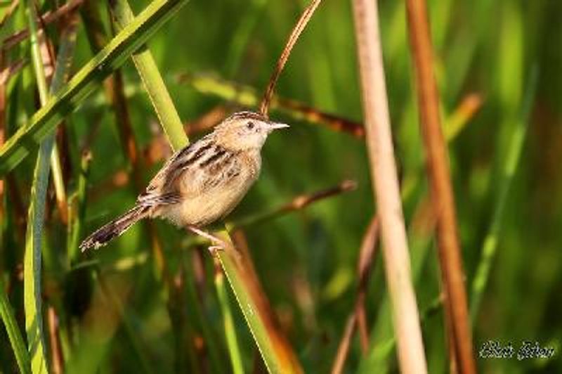 Zitting Cisticola