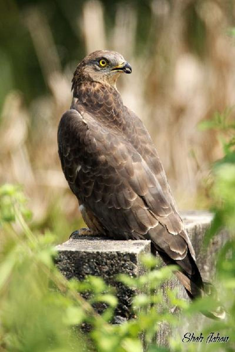 Oriental Honey buzzard