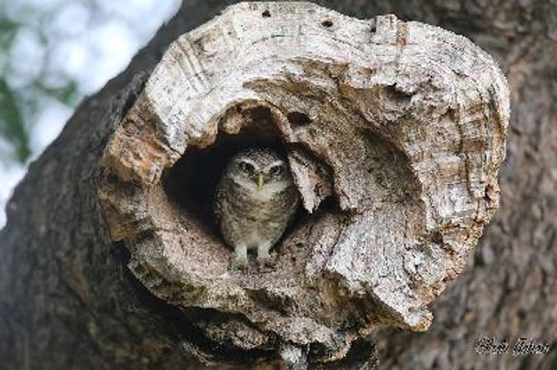 Spotted Owlet