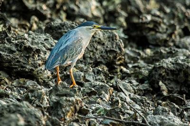 Striated Heron