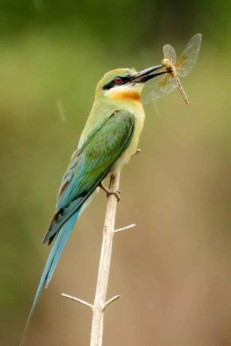 Blue tailed Bee eater