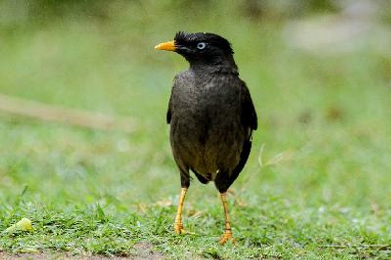 Jungle Myna