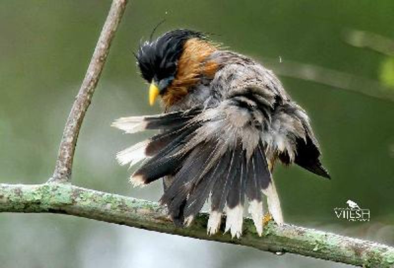 Brahminy Starling