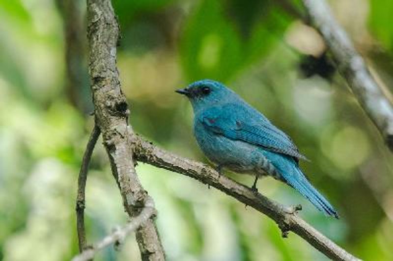 Verditer Flycatcher