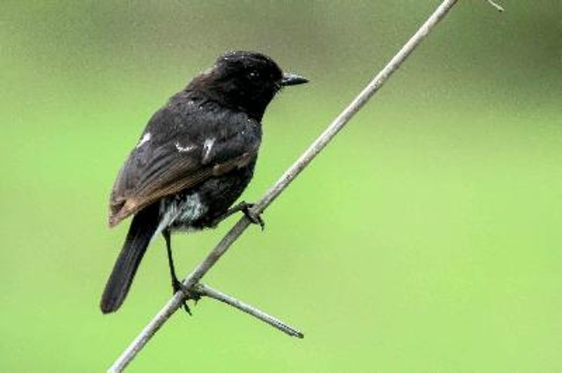 Pied BushChat