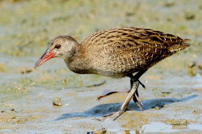 Slaty breasted Rail