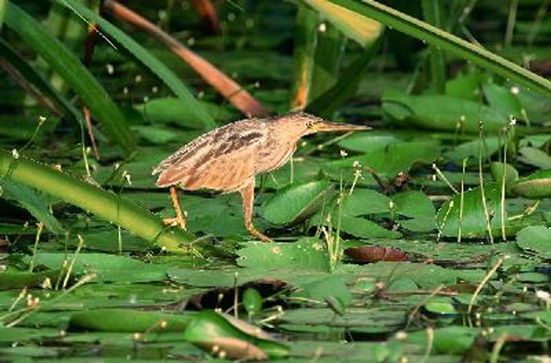 Yellow Bittern